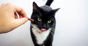 Como recompensar um gato do jeito certo