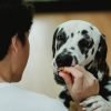 Filhote de cachorro: o que pode comer de petisco?