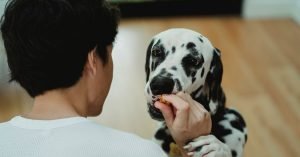 Filhote de cachorro: o que pode comer de petisco?