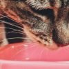 Gato seletivo: como estimular o apetite com seguranca
