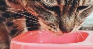 Gato seletivo: como estimular o apetite com seguranca