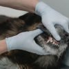 Mau hálito em cães: por que acontece e como resolver