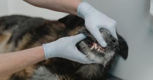 Mau hálito em cães: por que acontece e como resolver