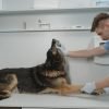 Como acalmar o cachorro antes do veterinário