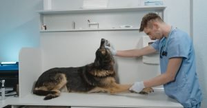 Como acalmar o cachorro antes do veterinário