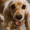 Como deixar o pelo do cachorro brilhante e macio