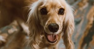 Como deixar o pelo do cachorro brilhante e macio