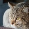 Gato entediado: sinais e o que fazer