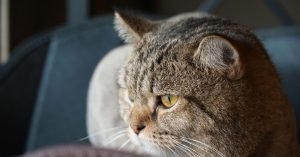 Gato entediado: sinais e o que fazer