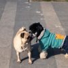 Como apresentar um novo pet ao cachorro sem estresse