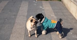 Como apresentar um novo pet ao cachorro sem estresse