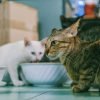 Como fazer a transição alimentar do gatinho sem sustos