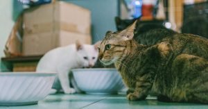 Como fazer a transição alimentar do gatinho sem sustos