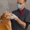 Gengivite em cães: sinais, causas e como cuidar