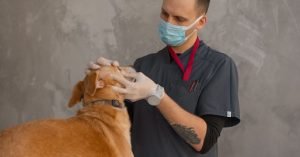 Gengivite em cães: sinais, causas e como cuidar