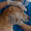 Tecnicas para dar comprimido ao cachorro sem estresse