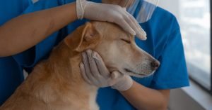 Tecnicas para dar comprimido ao cachorro sem estresse