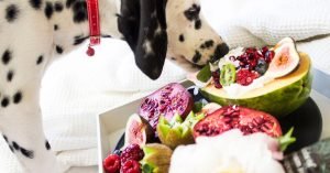 Como cuidar da flora intestinal do cachorro no dia a dia
