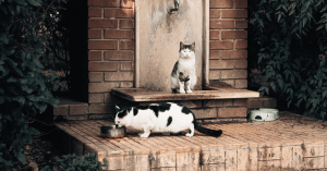 Como fazer o gato beber mais agua