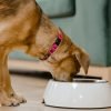 Quantas vezes alimentar um filhote de cachorro por dia?