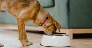 Quantas vezes alimentar um filhote de cachorro por dia?
