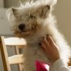 Cachorro com pele seca e descamando: causas e cuidados