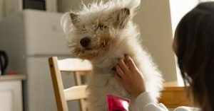 Cachorro com pele seca e descamando: causas e cuidados