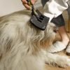 Epoca de troca de pelo do cachorro: como ajudar o pet