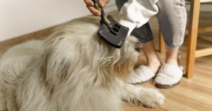 Epoca de troca de pelo do cachorro: como ajudar o pet